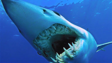 Photo of Swimming with sharks in their native habitats