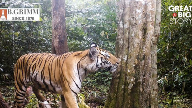 Photo of What’s the Grimm Great Big Story in Thailand?