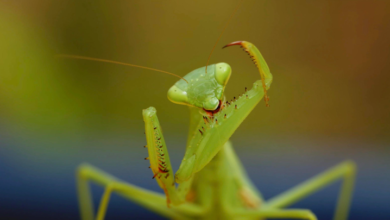 Photo of ‘Mantis Munch’ wins Atomos prize in Covid-19 video competition