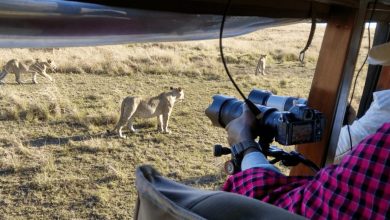 Photo of Clear-Com captures Africa’s magnificent animal migration